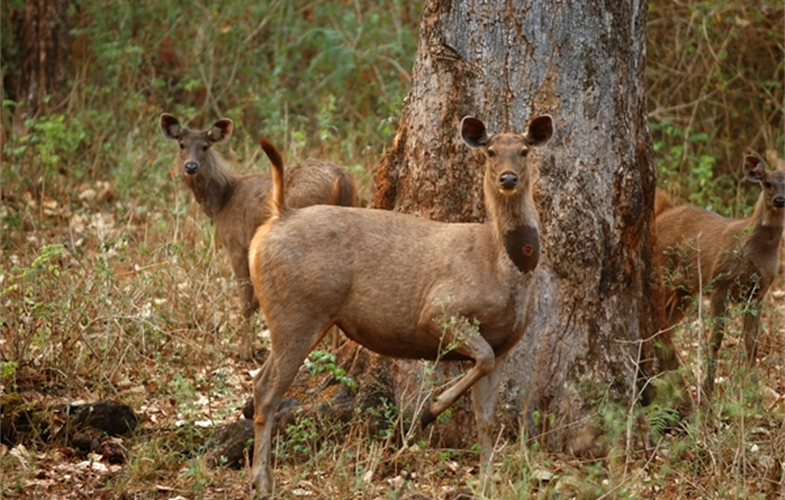 Photos_Wild Sambar deer_Photo by Kalyan Varma